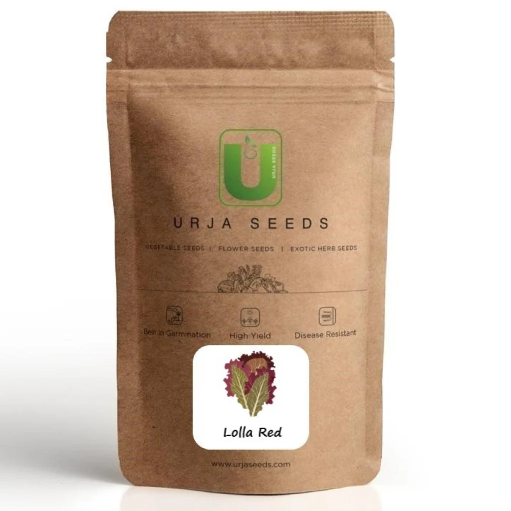 Lettuce Lolla Red - Vegetable Seeds - Image 2