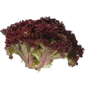 Lettuce Lolla Rossa - Vegetable Seeds