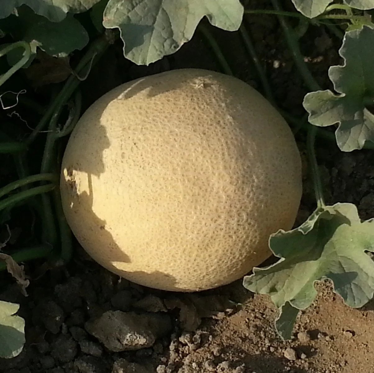 Muskmelon Seeds F-1 Hybrid US-111 - Image 3