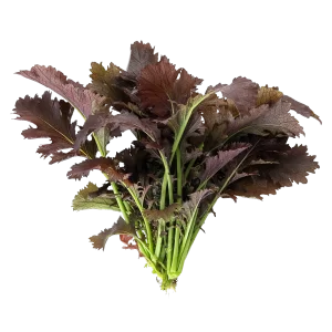 Mizuna Red Seeds