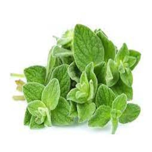 Oregano Seeds Kitchen Garden Packaging - Image 4