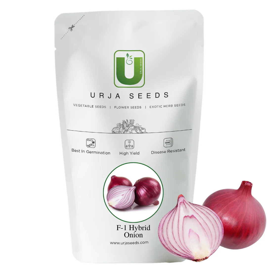 Onion Seeds F-1 Hybrid Kalyani - Image 2