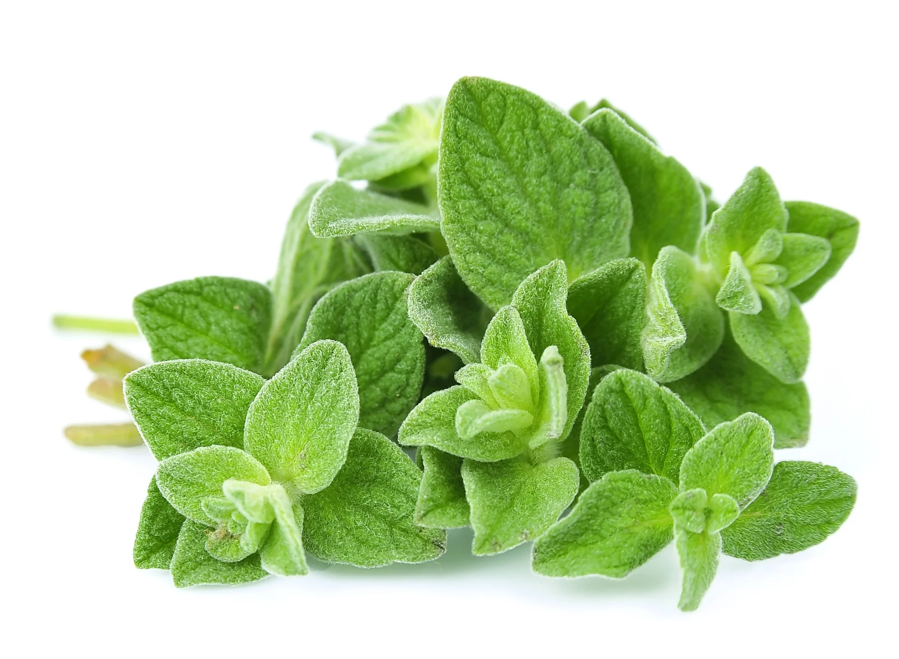 Oregano Seeds Kitchen Garden Packaging - Image 2