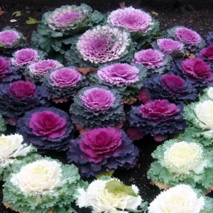 Ornamental Cabbage - Flower Seeds