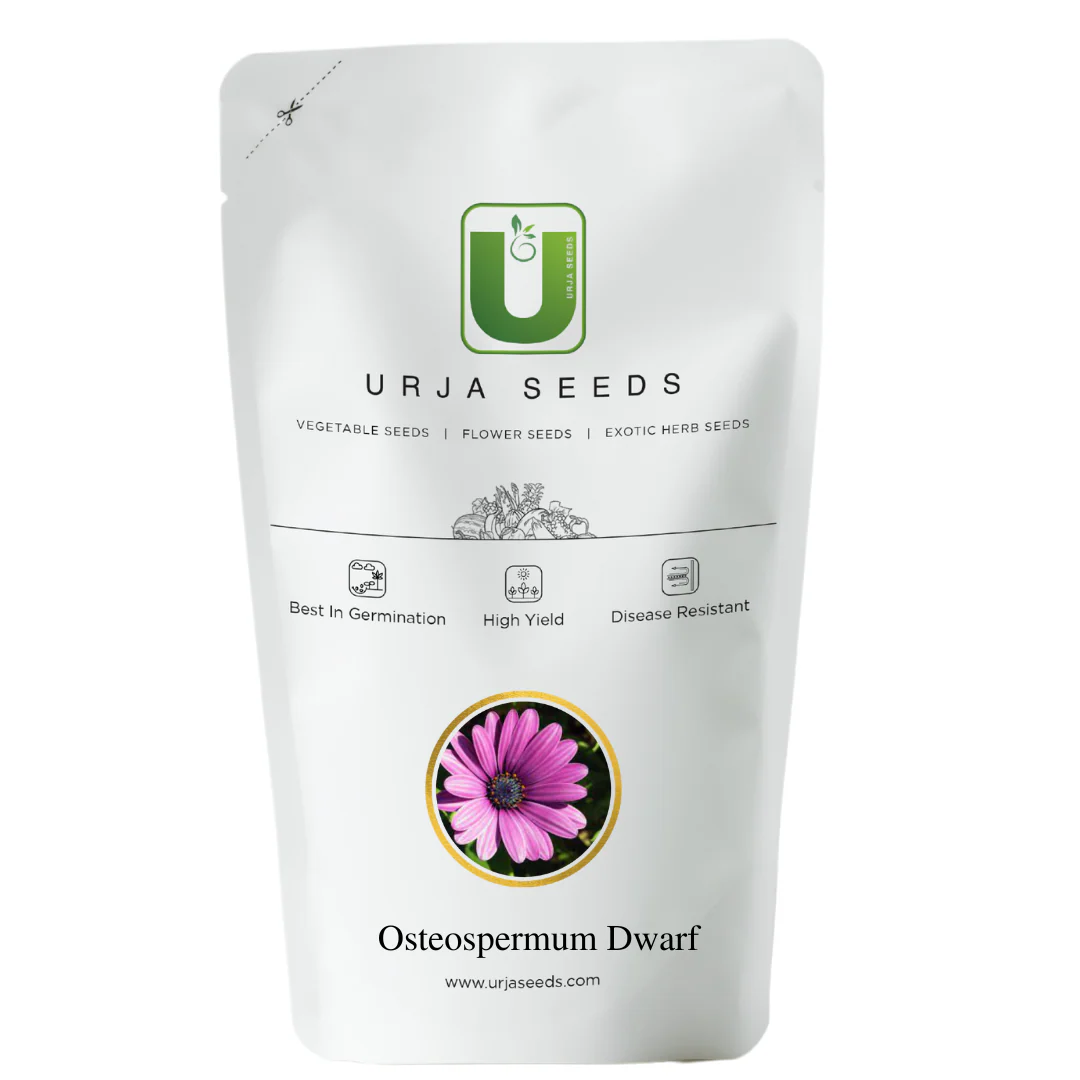 Osteospermum Mixed- Flower Seeds - Image 3