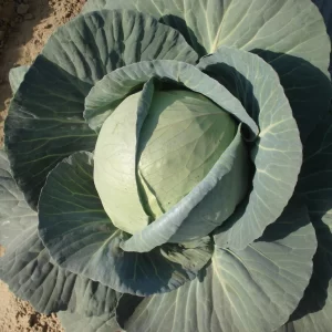 Cabbage Seeds F-1 Hybrid Pluto