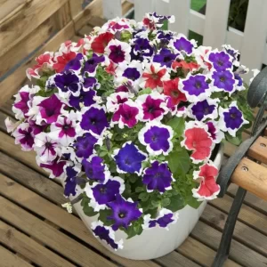 Petunia F-1 Hula Hoop (Hybrid) - Flower Seeds