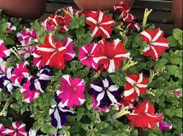Petunia NC Mix - Flower Seeds - Image 3