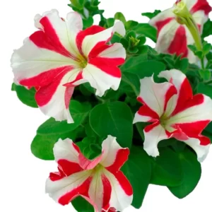 Petunia Star Mix - Flower Seeds