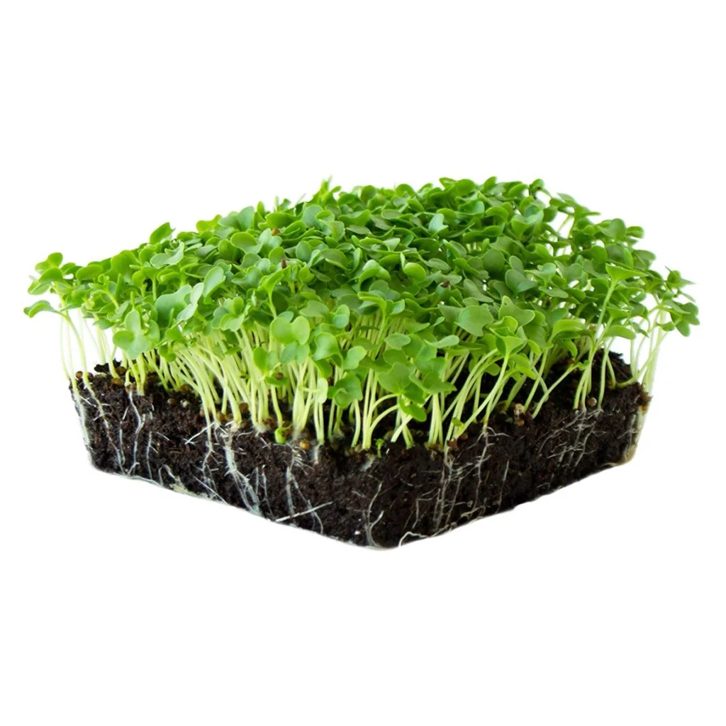 Kale -Micro green Seeds - Image 3