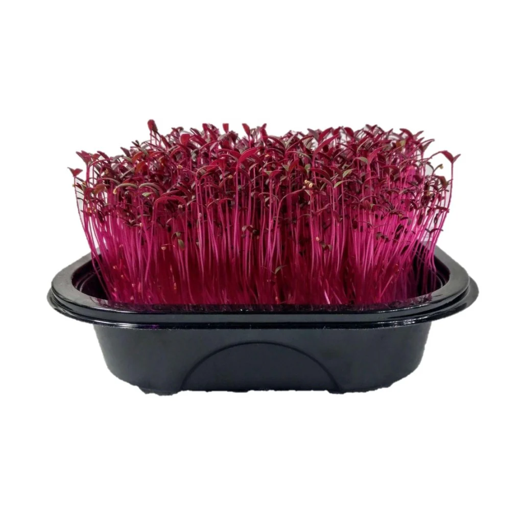 Amaranth Micro Green Seeds - Image 3