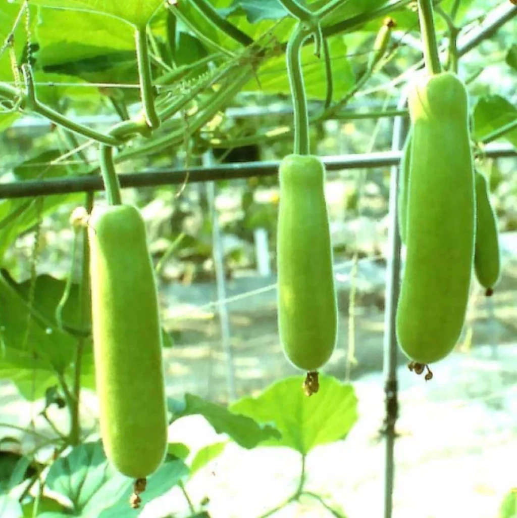Bottle Gourd Seed -Gutka Type - Image 2