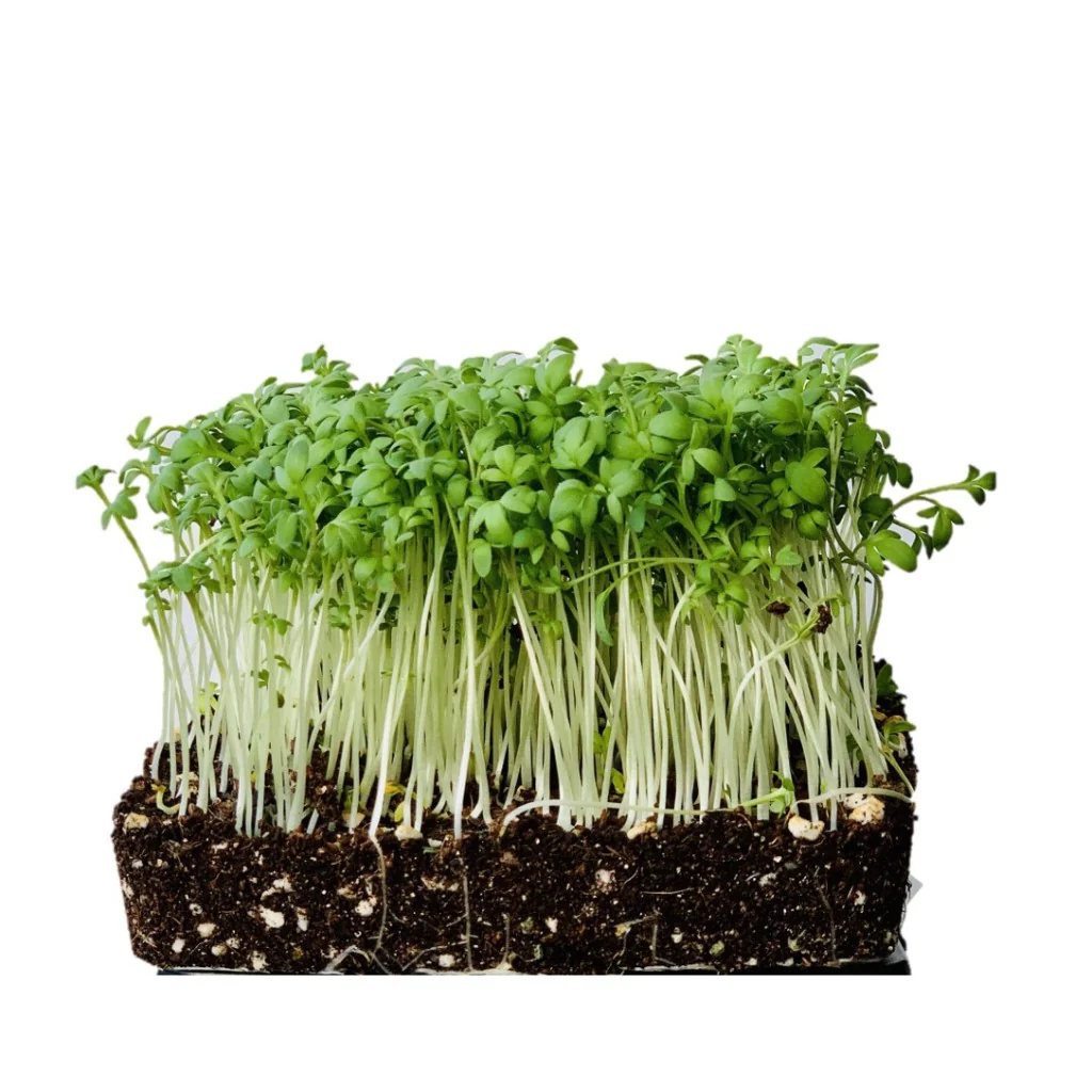 Cress-Micro Green Seeds - Image 3