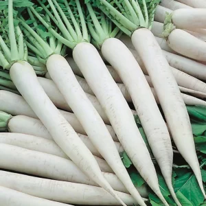 Radish Seeds All Season
