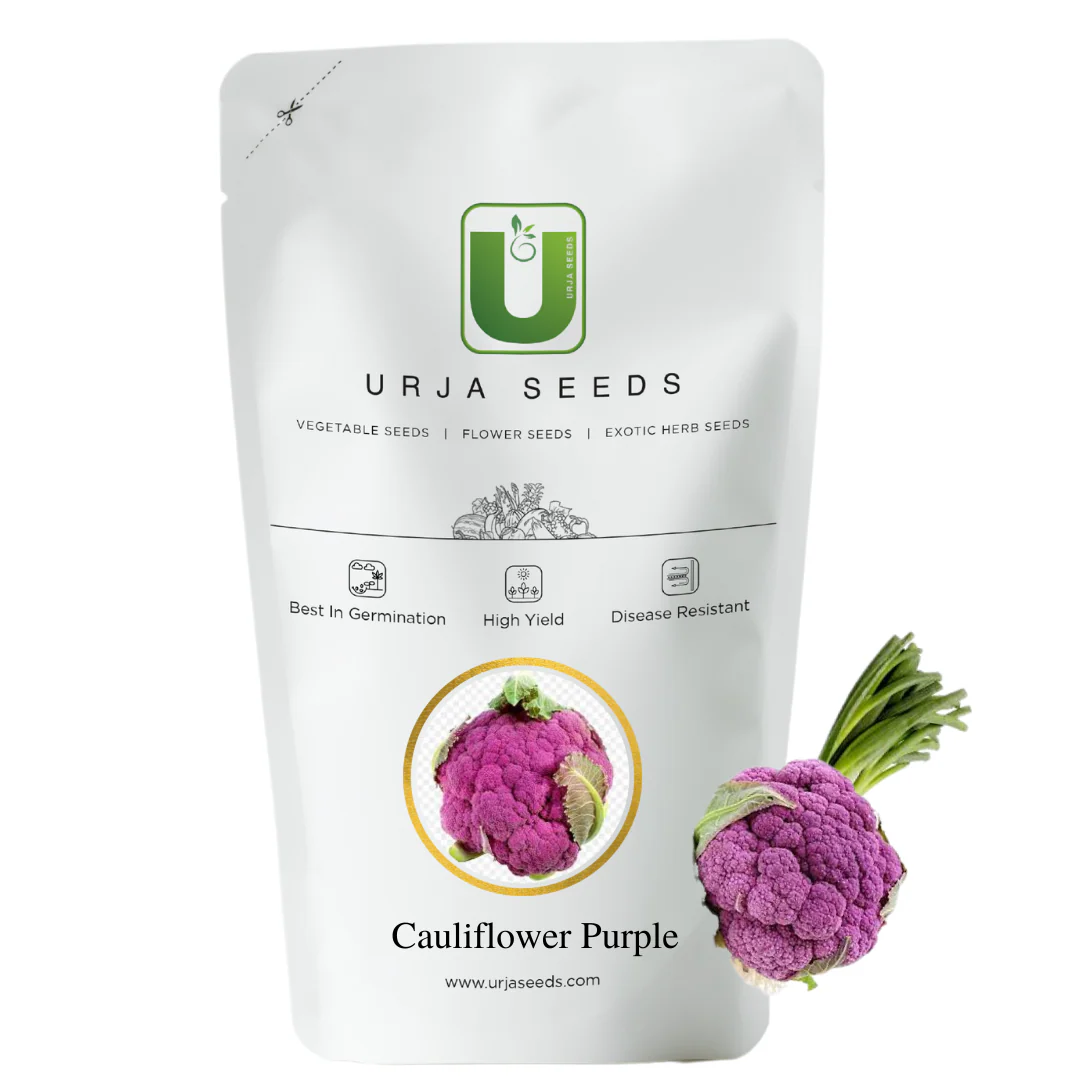 Cauliflower Purple Seeds - Image 2