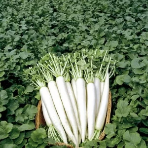 Radish Seeds Mino Early