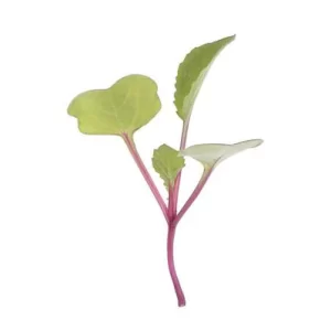 Radish China Rose Micro green seeds