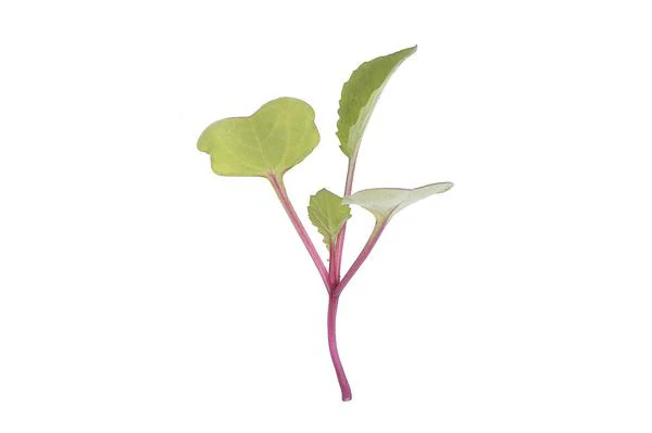 Radish China Rose Micro green seeds