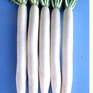 Radish Seeds F-1 Hybrid US-102 (Imp)