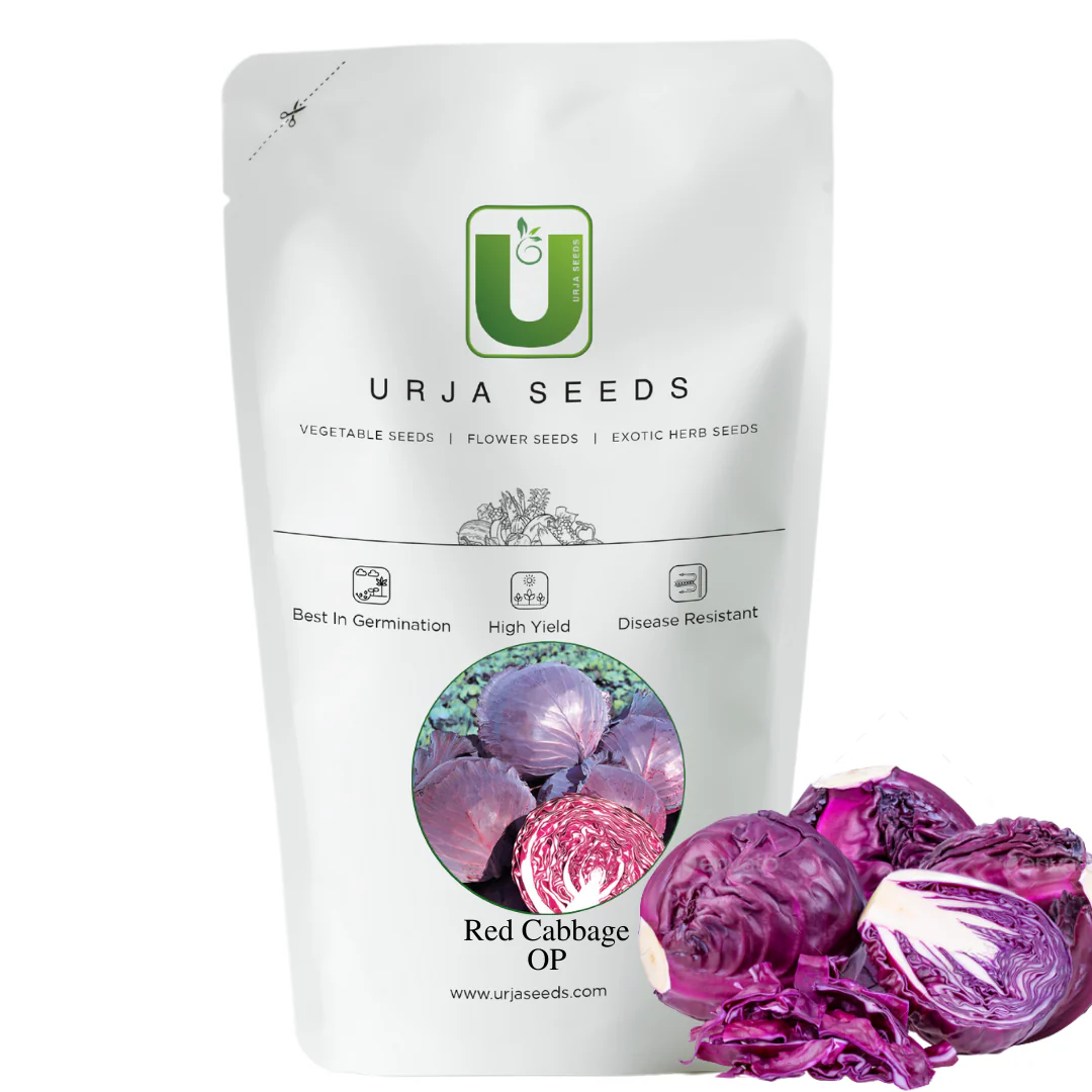 Red Cabbage Seeds Red Ball (OP) - Image 2
