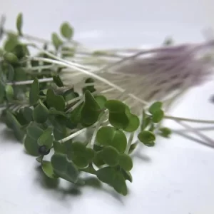 Red Kale Micro green Seeds