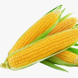 Sweet Corn Seeds F-1 Hybrid Amaze