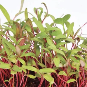 Swiss Chard Micro green Seeds