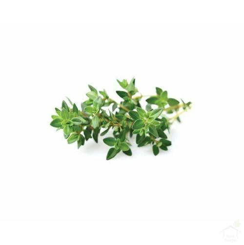 Thyme - Image 3