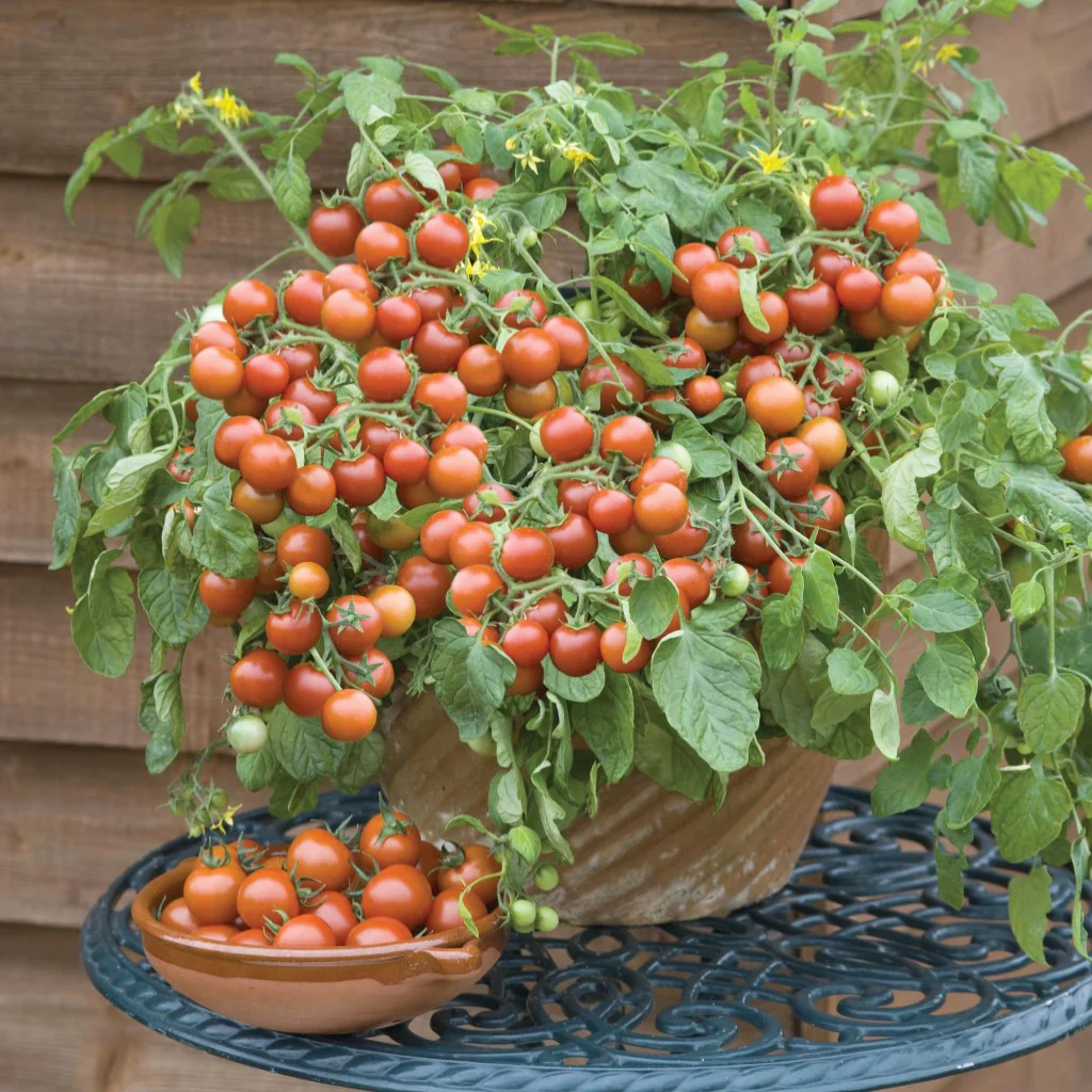 Cherry Tomato Seeds F-1 Hybrid - Image 3