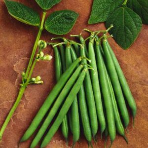 Beans Seeds- Upma
