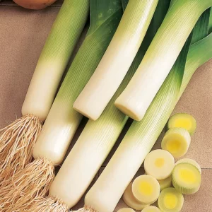 Leek Seeds Prizetaker