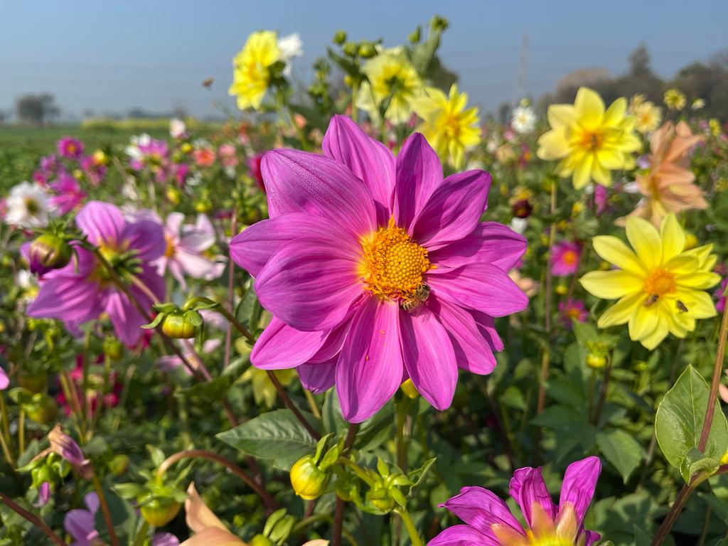 Dahlia Tall Star Mixed - Flower Seeds - Image 4