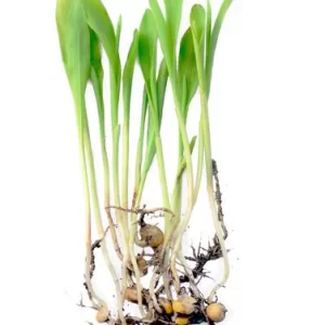 Yellow-Corn Micro green Seeds