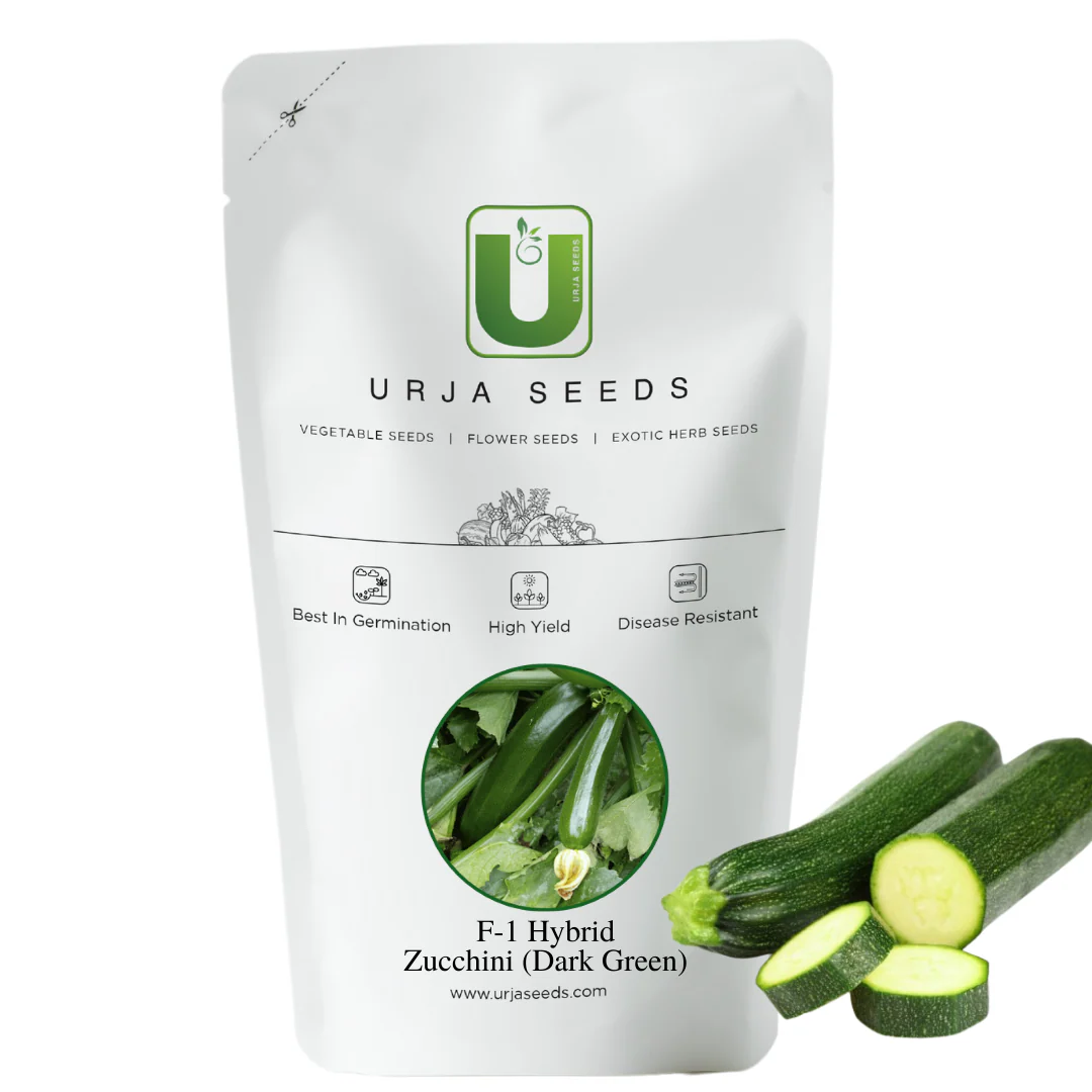 Zucchini Seeds F-1 Hybrid - Black Beauty - Image 2