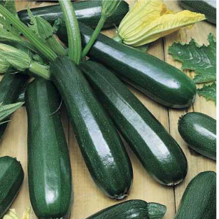 Zucchini Seeds F-1 Hybrid - Black Beauty