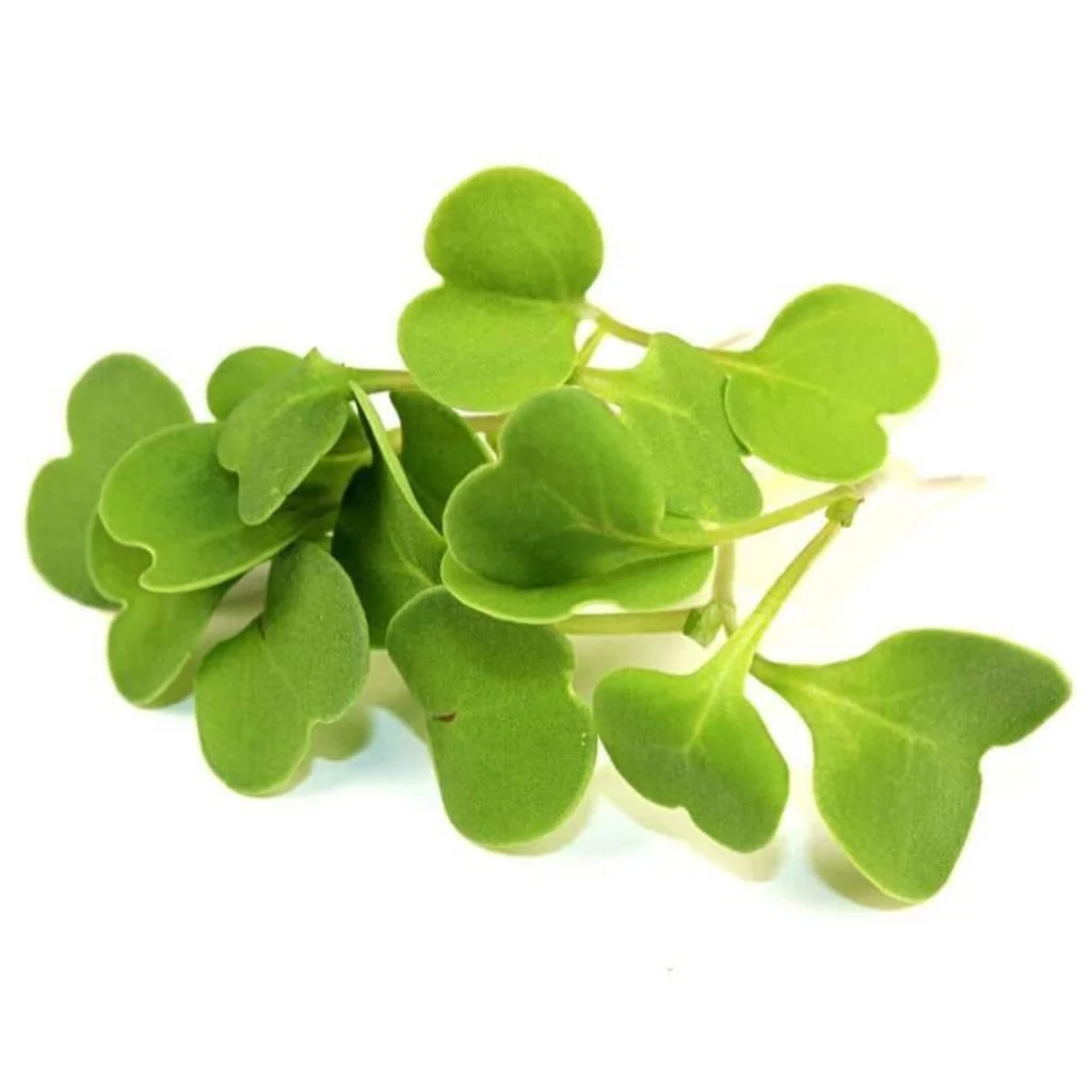 Arugula - Micro green Seeds