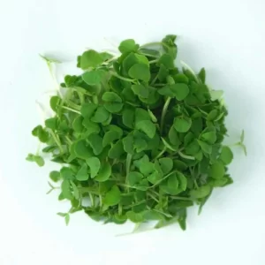 Basil (Green) Kitchen Garden Seeds