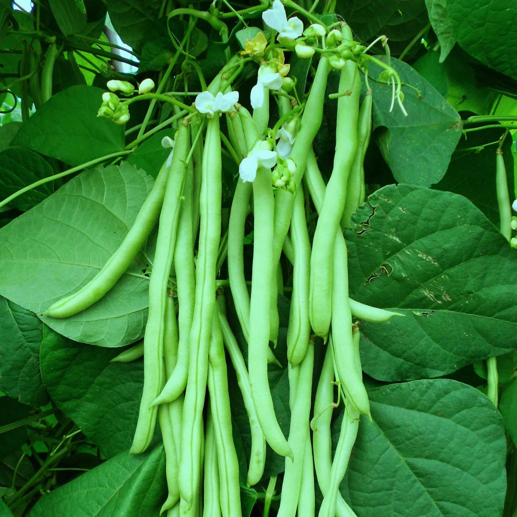 Beans Seeds Chanda (Bush Beans) - Image 3