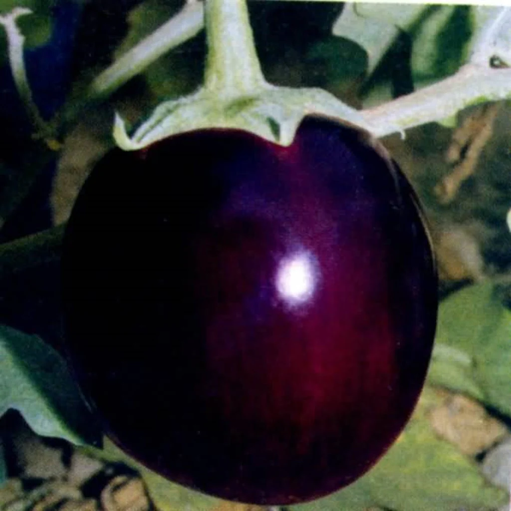 Brinjal Seeds F-1 Hybrid US-3233 (Round Purple) - Image 3