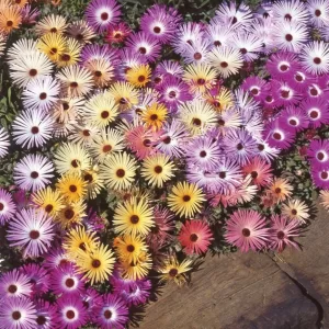 Mesembryanthemum Sparkles Mixed - Flower Seeds