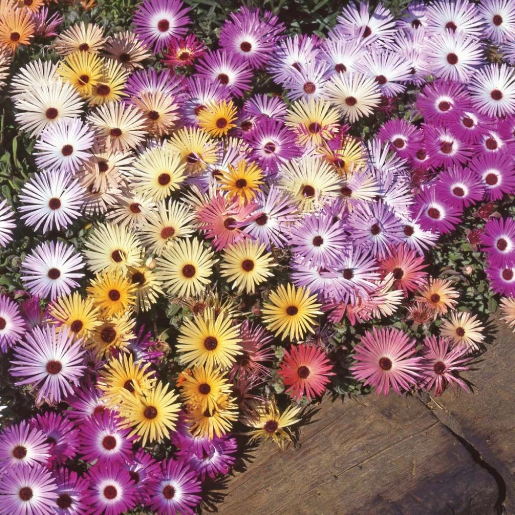 Mesembryanthemum Sparkles Mixed - Flower Seeds