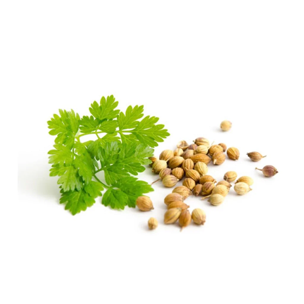 Coriander - Micro green Seeds