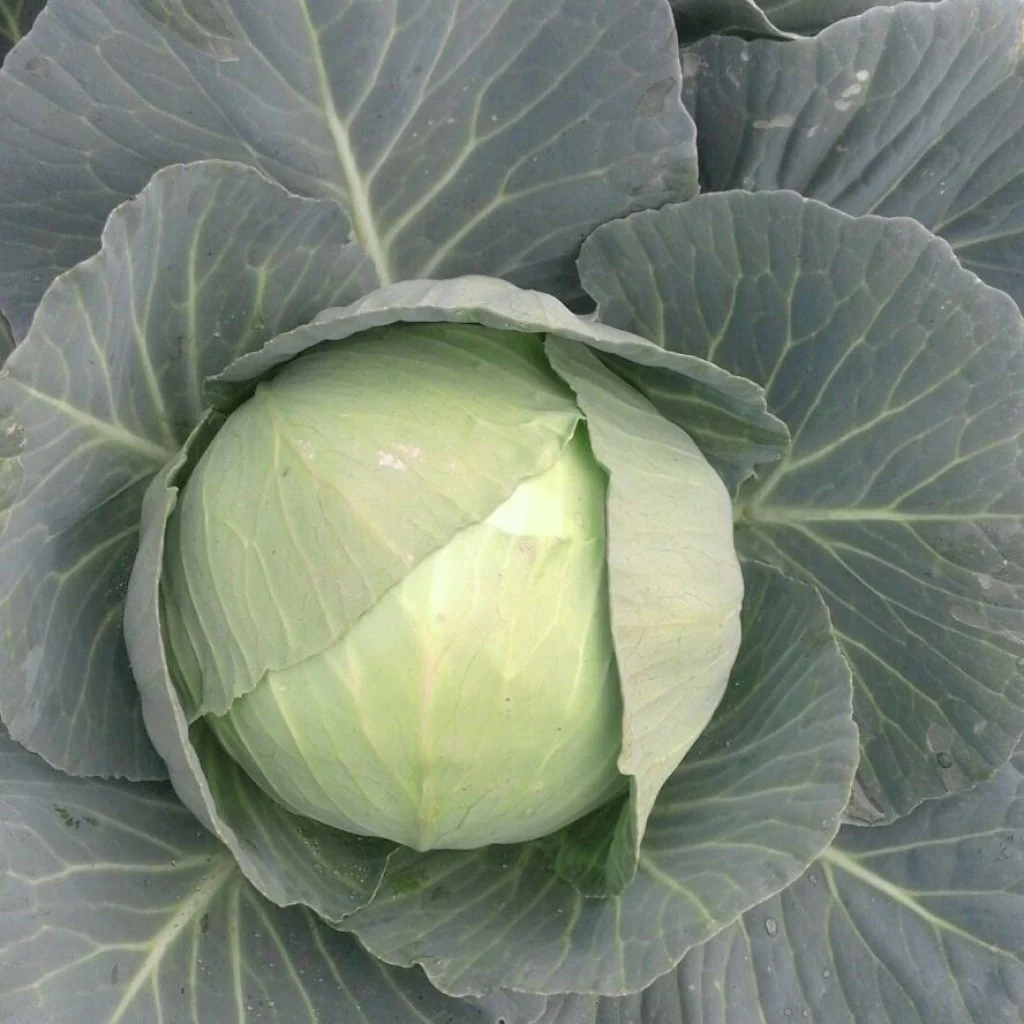 Cabbage Seeds F-1 Hybrid US-192 - Image 3