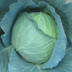 Cabbage Seeds F-1 Hybrid Stella