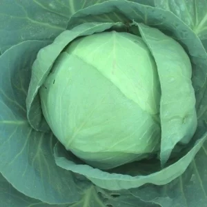 Cabbage Seeds F-1 Hybrid Urja Bharat