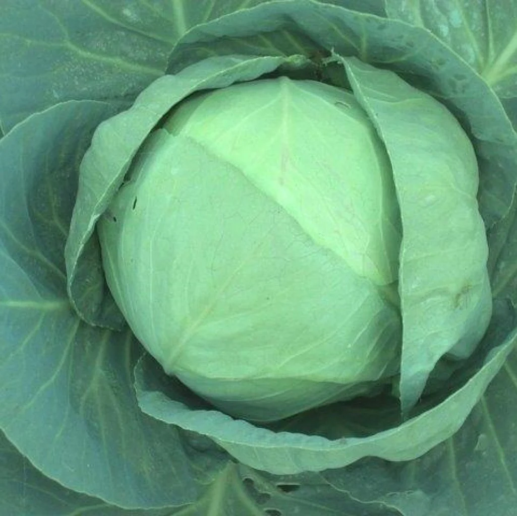 Cabbage Seeds F-1 Hybrid Urja Bharat