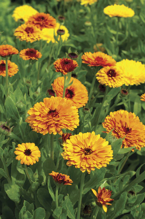 Calendula Beauty Mix -Flower Seeds - Image 2