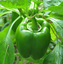 Capsicum Seeds California Wonder - Image 3