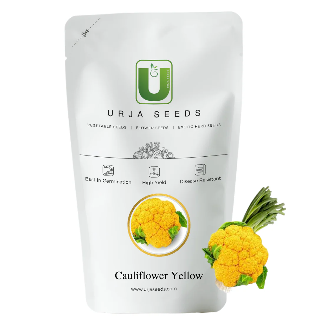 Cauliflower Yellow Seeds - Image 2