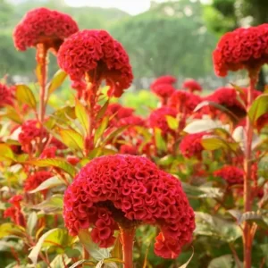 Celosia Cristata Mixed - Floawer Seeds